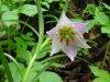 Lilium oxypetalum i...
